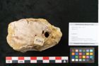 Foto (Objekt + Etikett) von Quercus sp.  (NHMW-GEO-2024-0188-11584)